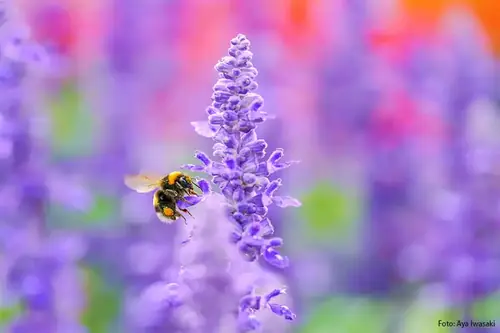 Sigma A 105mm f/2.8 DG DN MACRO (Sony E)